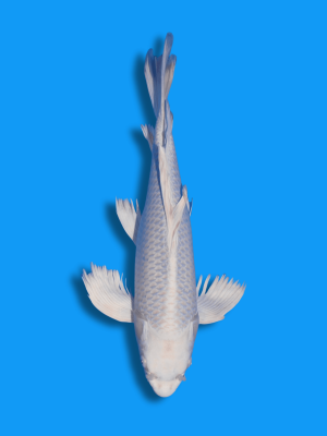 Butterfly Platinum | Koi&Co.